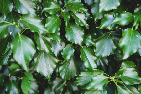 Green floral pattern of leaves.の写真素材