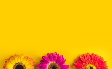 Bright beautiful gerbera flowers on sunny yellow background. Concept of warm summer and early...