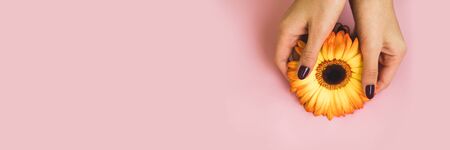 Female beautiful hands with purple manicure hold a yellow gerbera flower on pink paper background. Hand and nail care concept.の写真素材