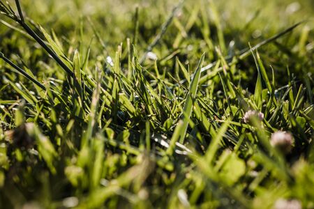 Closeup of green grass with dewdrops and clover flowers. Natural fresh background. Selective focus.