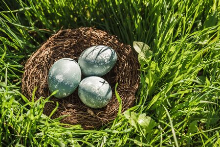 Painted blue textured easter eggs in a brown nest lies in green fresh grass. The concept of the...