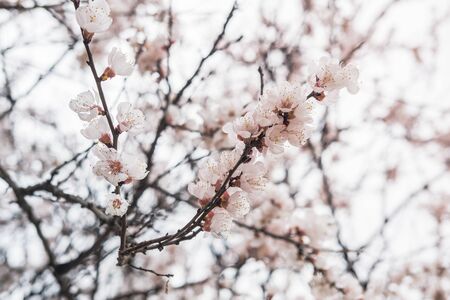 Blooming white flowers spring tree branch. Selective focus. Sunlight