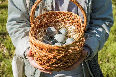 Childrens teenage hands hold a wicker brown hand-made basket with blue textured Easter eggs. The...