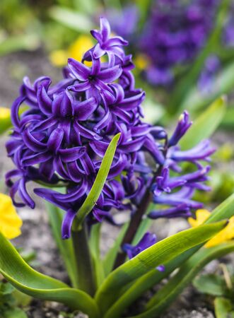 Violet hyacinth flowers growing on the ground in the garden. Spring floweringの写真素材