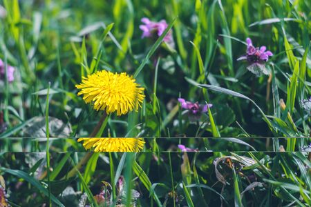 Bright yellow dandelion among green grass. Summer texture background.の写真素材