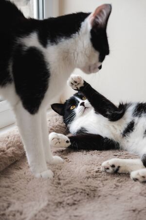 Two black and white tuxedo cats fight among themselves on a soft woolen blanketの写真素材