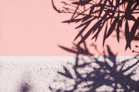 Concrete wall with shadows from trees. Surface texture. Abstract grunge bright color background with aging effect. Copyspaceの写真素材