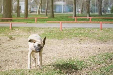 Large white stray homeless dog walks in the parkの写真素材