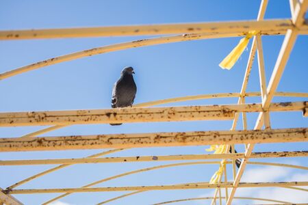 Lonely urban pigeon dove sits on yellow crossbeams against a blue sky