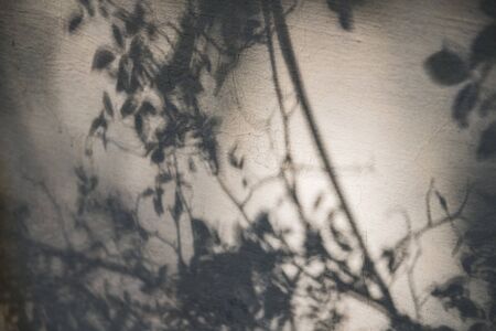 Shadows from tree branches on a gray concrete wall.の写真素材
