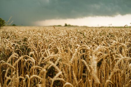 Wheat field with golden ripe ears of corn against a dark stormy sky. Harvesting in the fall, threat...