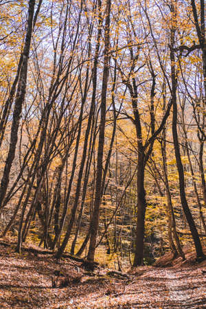 Autumn forest landscape in orange colors in the fall.