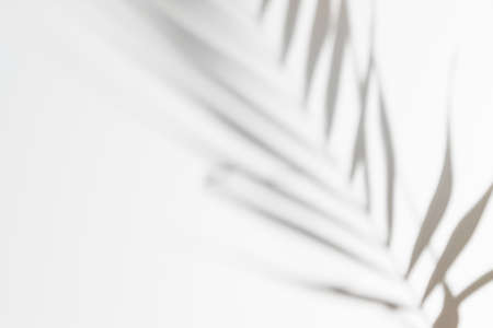 Abstract white clean background with shadow from palm or monstera leaves. Gray shadow photo overlay. Tropical tree leaves. Black and white blurred texture with copy space and mockup.の写真素材