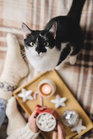Young woman sits on plaid in cozy knitted woolen sweater with funny tuxedo black and white cat. Wooden tray with mug of chocolate, marshmallow cocoa, Candle, stars. Hygge New Year, cozy Christmasの写真素材