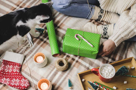 Young woman sits on plaid in cozy knitted woolen white sweater, socks and wraps Christmas gift in polka dot wrapping paper. Funny black and white tuxedo cat is playing nearby.の写真素材