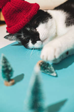 Funny black and white tuxedo cat in red hat plays with New Years and Christmas toys tree on blue background. Christmas with pets, precautions.の写真素材
