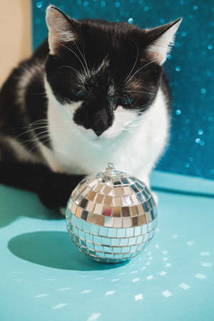 Funny black and white tuxedo cat plays with New Years and Christmas toys disco ball on blue background. Christmas with pets, precautions.の写真素材