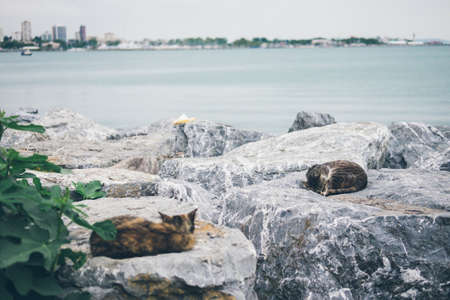 Homeless cute adult cat lies on the stones by the sea and sleeps, rests. Turkey, Istanbul. The problem of homeless animals in cities.の写真素材