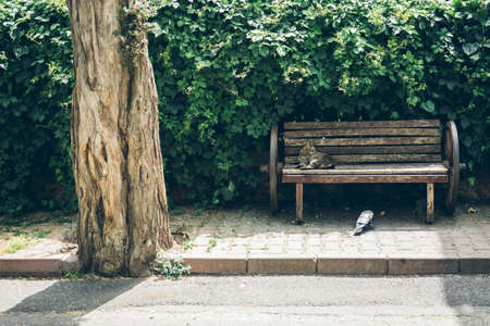 Homeless cute cat lies on a bench and sleeps and rests. Turkey, Istanbul. The problem of homeless animals in cities.の写真素材