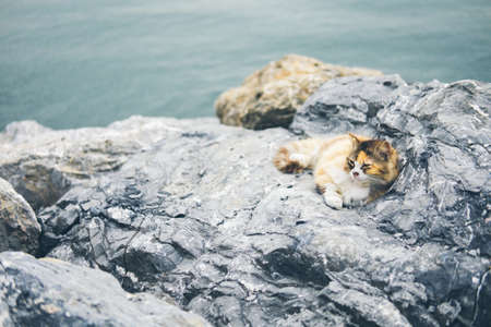 Homeless cute adult cat lies on the stones by the sea and sleeps, rests. Turkey, Istanbul. The problem of homeless animals in cities.の写真素材