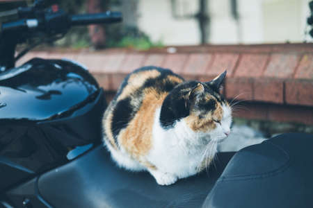 Homeless cute cat lies on a motorcycle and sleeps and rests. Turkey, Istanbul. The problem of homeless animals in cities.の写真素材