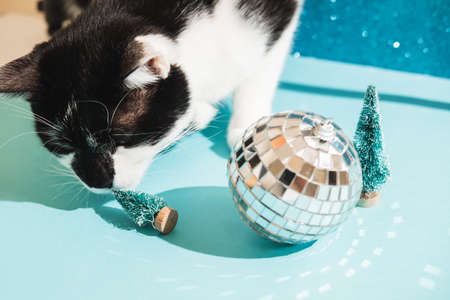 Funny black and white tuxedo cat plays with New Years and Christmas toys tree and disco ball on blue background. Christmas with pets, precautions.の写真素材