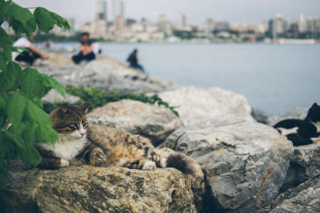Homeless cute adult cat lies on the stones by the sea and sleeps, rests. Turkey, Istanbul. The problem of homeless animals in cities.の写真素材