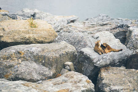Homeless cute adult cat lies on the stones by the sea and sleeps, rests. Turkey, Istanbul. The problem of homeless animals in cities.の写真素材