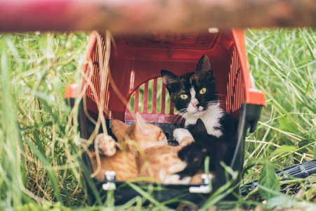 Homeless cute cat lies on the grass on street and sleeps and rests. Turkey, Istanbul. The problem of homeless animals in cities.の写真素材