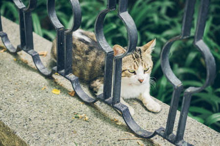 Homeless cute cat lies on the street and rests. Turkey, Istanbul. The problem of homeless animals in cities.の写真素材