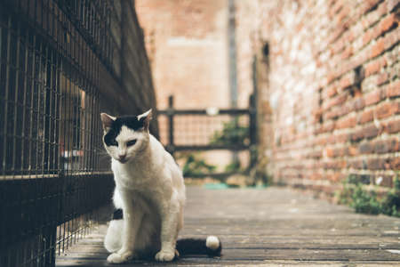 Homeless cute cat lies on the street and rests. Turkey, Istanbul. The problem of homeless animals in cities.の写真素材