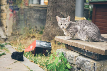 Homeless cute cat lies on the street and rests. Turkey, Istanbul. The problem of homeless animals in cities.の写真素材