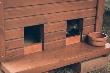 Homeless cute cat lies in a special cat house and sleeps and rests. Turkey, Istanbul. The problem of homeless animals in cities.の写真素材