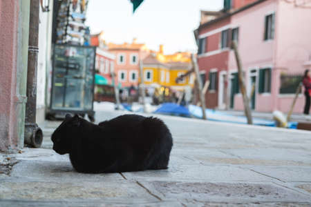 Homeless cute cat lies on the street and rests. Italy, Venice. The problem of homeless animals in cities.の写真素材
