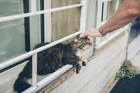 Homeless cute cat lies on the street and rests. Turkey, Istanbul. The problem of homeless animals in cities.の写真素材