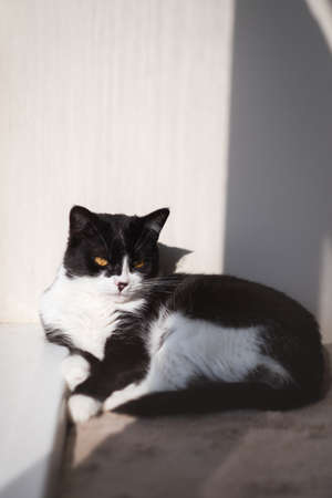 Funny cute black and white Tuxedo cat lying in the sun on soft blanket near window on windowsill and looking at camera.の写真素材