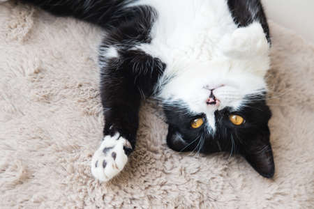 Funny cute black and white Tuxedo cat lying in the sun on soft blanket near window on windowsill and looking at camera.の写真素材
