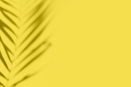 Abstract yellow clean background with shadow from palm or monstera leaves. Illuminating shadow photo overlay. Tropical tree leaves. Blurred texture with copy space and mockup.の写真素材