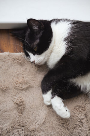 Funny cute black and white Tuxedo cat lying in the sun on soft blanket near window on windowsill and looking at camera.の写真素材