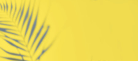 Abstract yellow clean background with grey shadow from palm or monstera leaves. Illuminating shadow photo overlay. Tropical tree leaves. Blurred texture with copy space and mockup.の写真素材