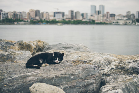 Homeless cute adult black and white tuxedo cat lies on the stones by the sea and sleeps, rests. Turkey, Istanbul. The problem of homeless animals in cities.の写真素材