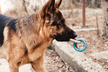 Funny purebred German shepherd dog plays with rubber toy in the yard on the street.の写真素材