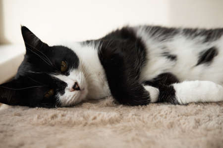 Funny cute black and white Tuxedo cat lying in the sun on soft blanket near window on windowsill and looking at camera.の写真素材