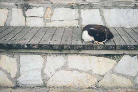 Homeless cute adult black and white tuxedo cat lies on the stones by the sea and sleeps, rests. Turkey, Istanbul. The problem of homeless animals in cities.の写真素材