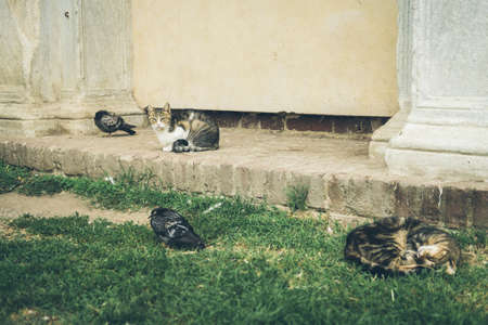 Homeless cute cat lies on the grass on street and sleeps and rests. Turkey, Istanbul. The problem of homeless animals in cities.の写真素材