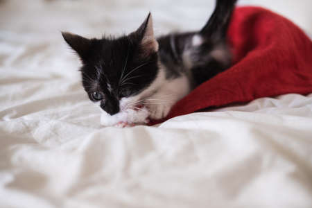 Funny black and white tuxedo cat lying on bed and plays with Christmas hat on white background.の写真素材