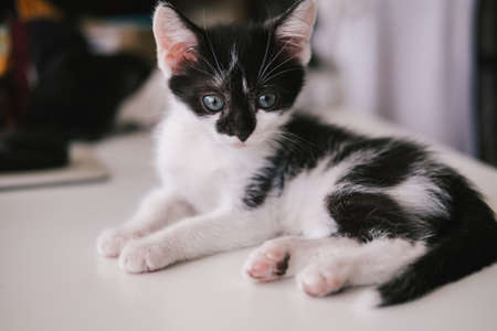Funny black and white tuxedo cat lying on white bed and looking at camera.の写真素材
