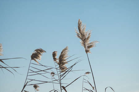 Branches of dry reed pampas grass against the blue sky at sunset.の写真素材