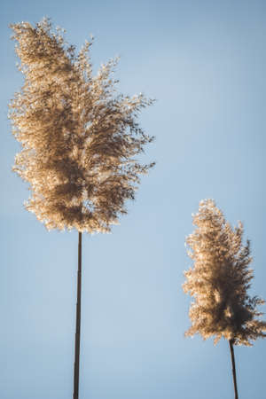 Branches of dry reed pampas grass against the blue sky at sunset.の写真素材