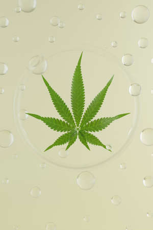 Green hemp leaves on beige background. 3d render texture. Round glass background with glass balls.の写真素材